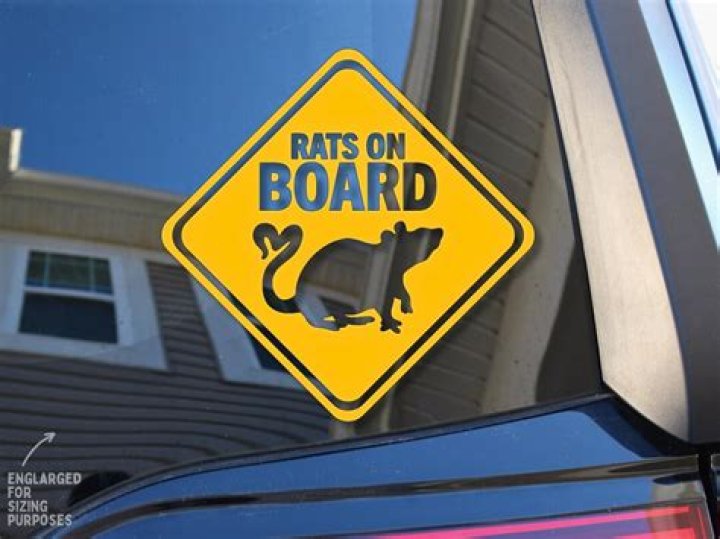 The Ultimate Pet Rat Car: A Guide To Transporting Your Furry Friends