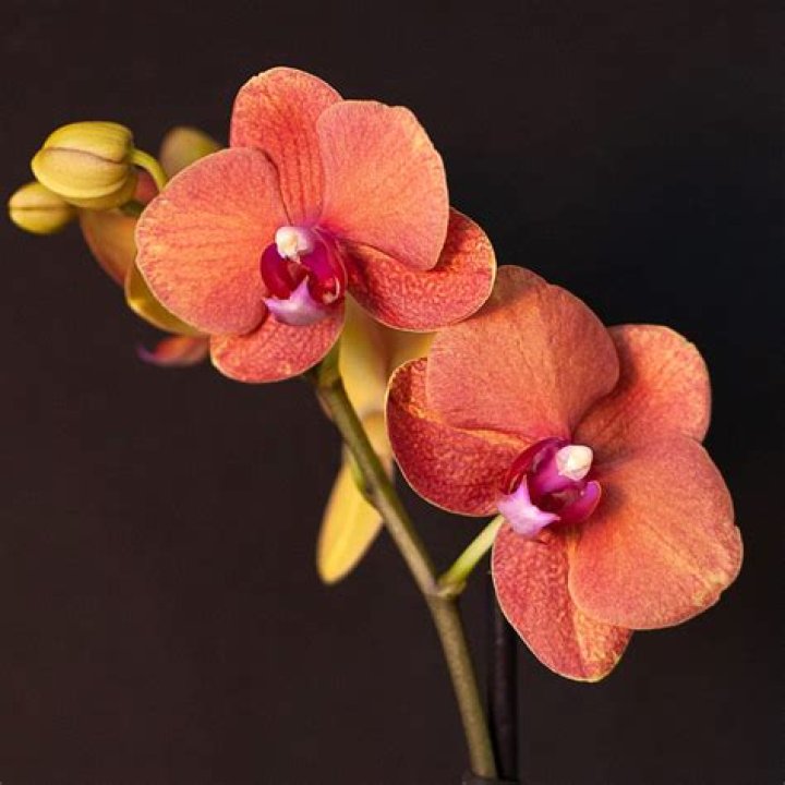 Discover The Enchanting Phalaenopsis Surf Song: A Guide To Its Unique Charm And Care