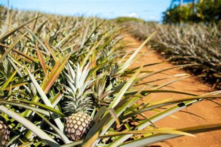 Pineapple Fertiliser: The Ultimate Guide To Nourishing Your Plants