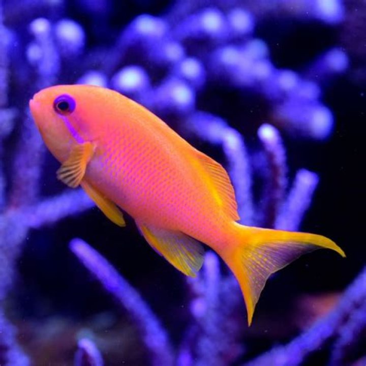 The Ultimate Guide To Pink Anthias: Stunning Underwater Beauties