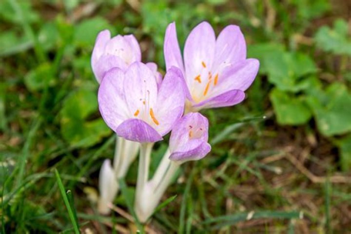 The Enchanting Bloom Of Pink Crocus Flowers