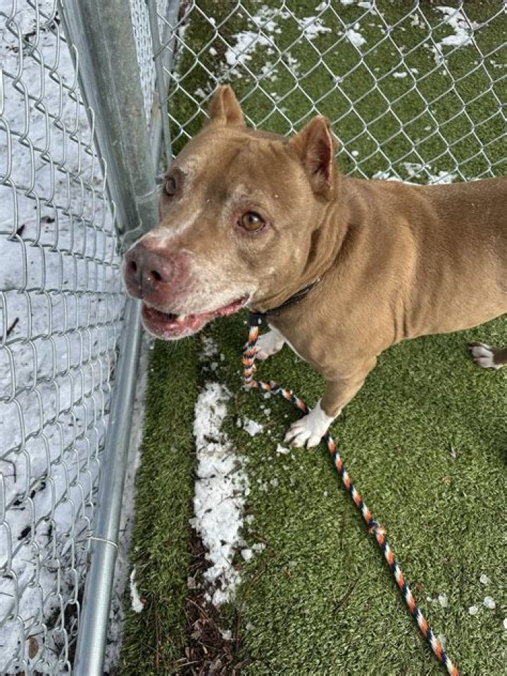 Pitbull MD: Comprehensive Guide To The Pit Bull Breed For Maryland Residents