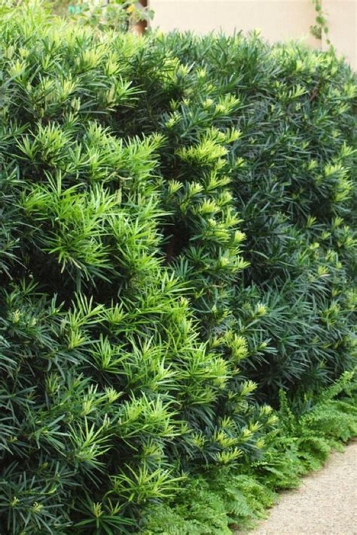 Pictures Of Podocarpus Trees To Enhance Your Landscaping Design