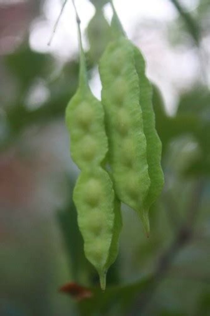 Learn The Deadly Secrets Of Poisonbeans: A Guide To Identification And Avoidance