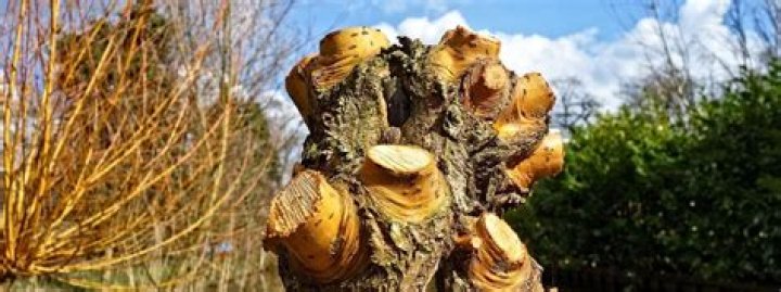 Discover The Art Of Pollarding: Enhance Your Landscape With Sculptural Willows