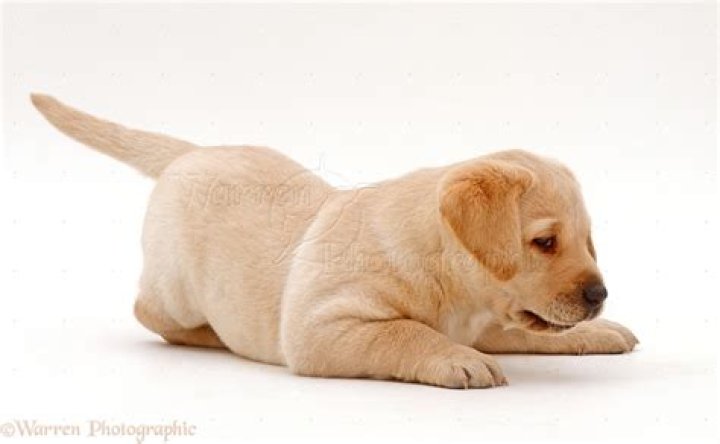 The Ultimate Guide To Pouncing Puppies | Benefits And Training Tips