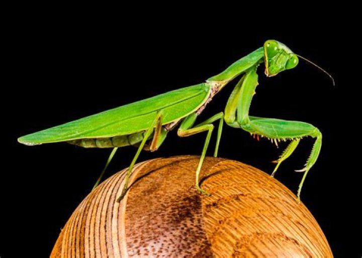 Unveiling The Wonders Of Praying Mantis Wings: A Comprehensive Guide