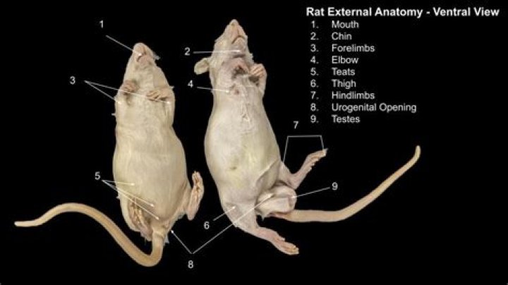 Essential Rats For Dissection - A Comprehensive Study