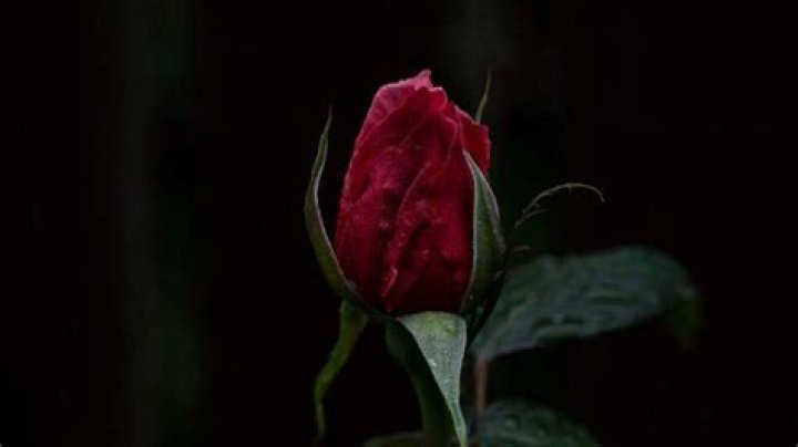 Meet The Author: Sekeena Gavagan, Expert In Fiction And Screenwriting