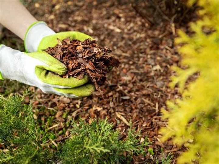 The Ultimate Guide To Mulch: Benefits, Types, And Application