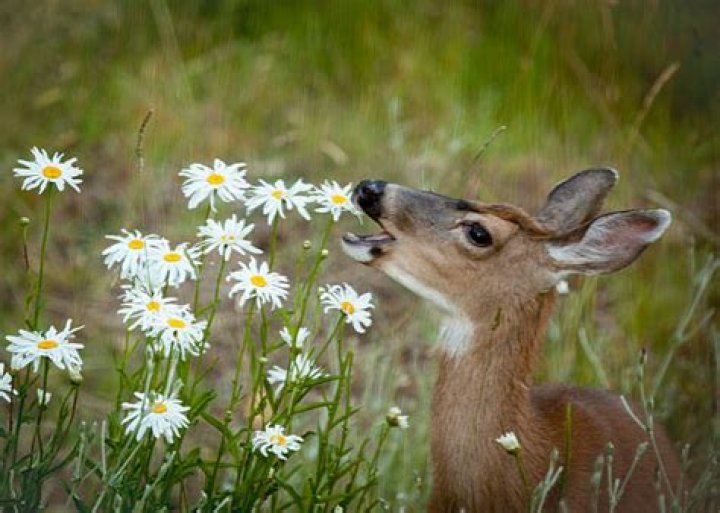 All About The Animals That Delicately Munch On Daisies