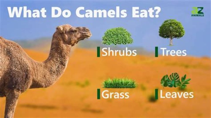 Unveiling The Culinary World Of Camels