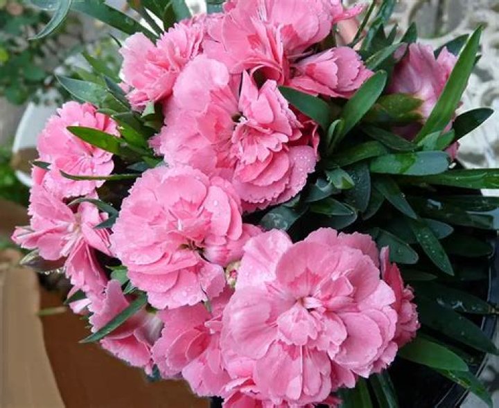 The Unveiled Meaning Behind Pink Carnations