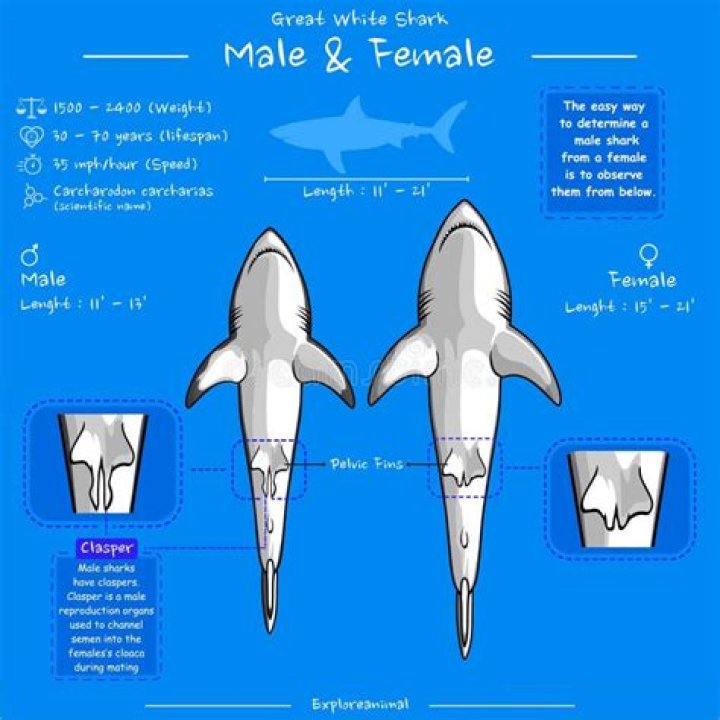 Uncover The True Name Of Female Sharks